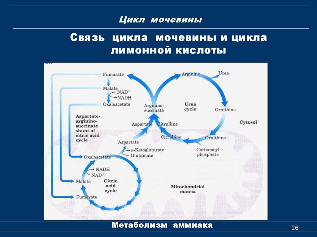 Образование мочевины в процессе обмена веществ. Образование мочевины биохимия. Цикл образования мочевины. Цикл мочевины Кребса–Хензеляйта.. Цикл мочевины биохимия.