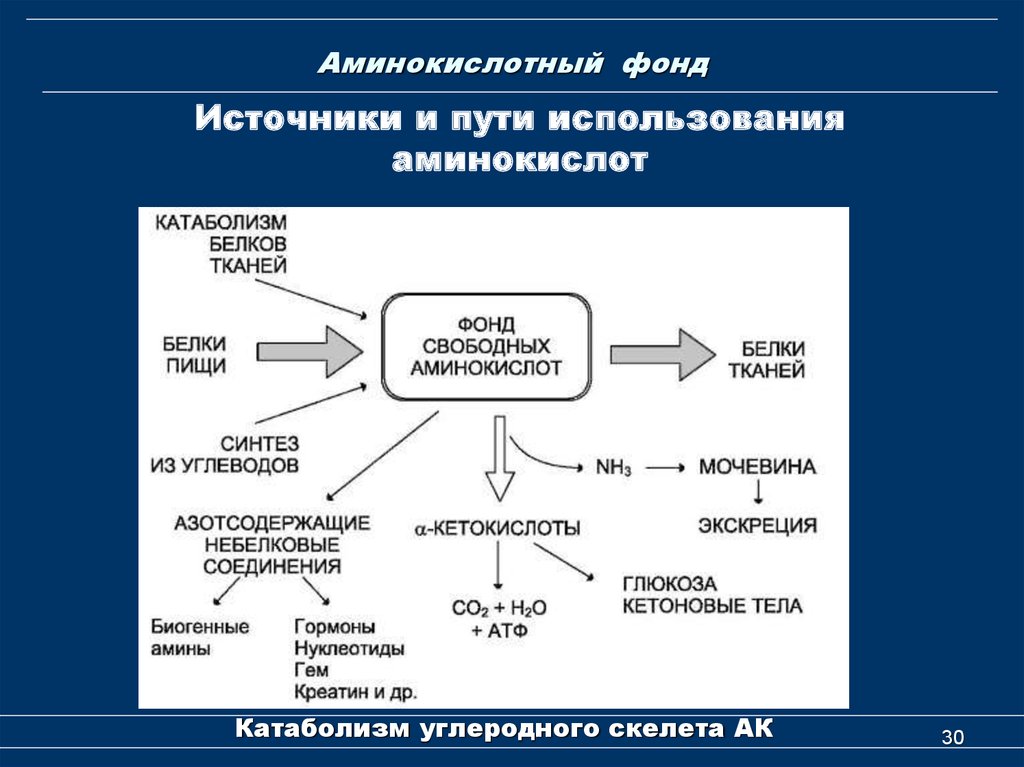 Аминокислоты применяются. .Основные пути использования аминокислот в организме человека. Схема применения аминокислот. Фонд свободных аминокислот биохимия. Метаболические пути аминокислот.