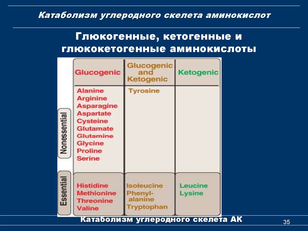 Кетогенные аминокислоты. Катаболизм углеродного скелета аминокислот. Глюкогенные аминокислоты метаболизм. Катаболизм кетогенных аминокислот. Глюкогенные аминокислоты предшественники.