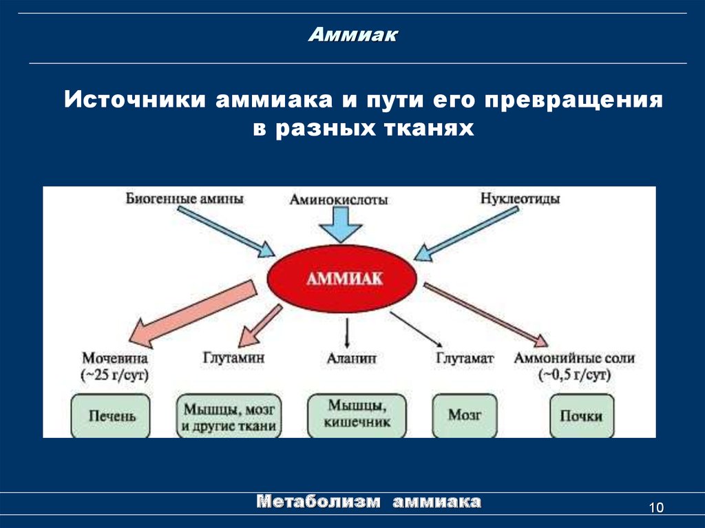 Схема основные этапы метаболизма аммиака в организме