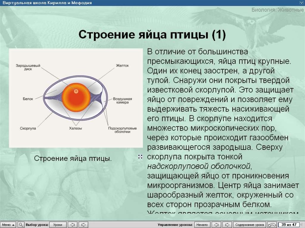 Опишите строение яйца птиц и функции