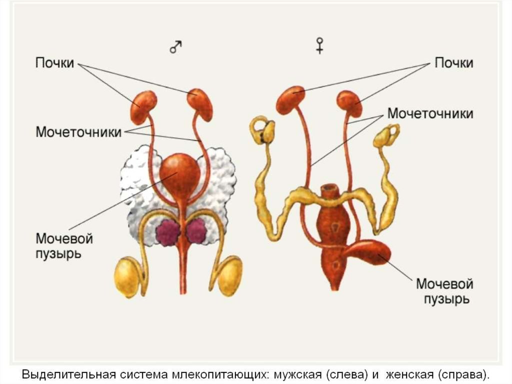 Женский половой орган млекопитающих. Мочеполовая система млекопитающих схема. Строение выделительной системы млекопитающих. Внутреннее строение млекопитающих выделительная система. Выделительная система млекопитающих анатомия.