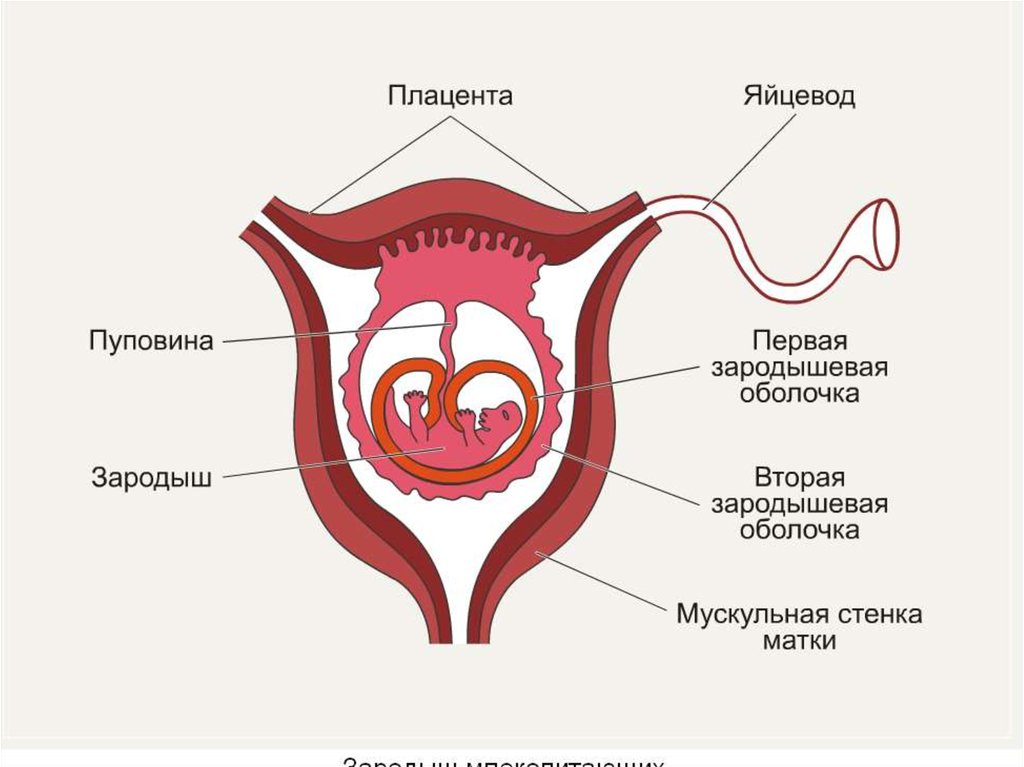 Женский половой орган млекопитающих. Строение зародыша в матке. Зародыш в матке млекопитающих. Схема строения матки млекопитающих. Строение матки плацента.