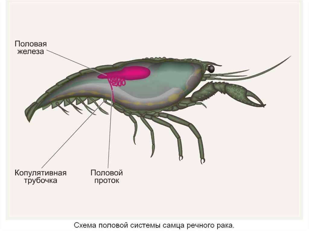 Какой тип развития характерен для речного рака изображенного на рисунке