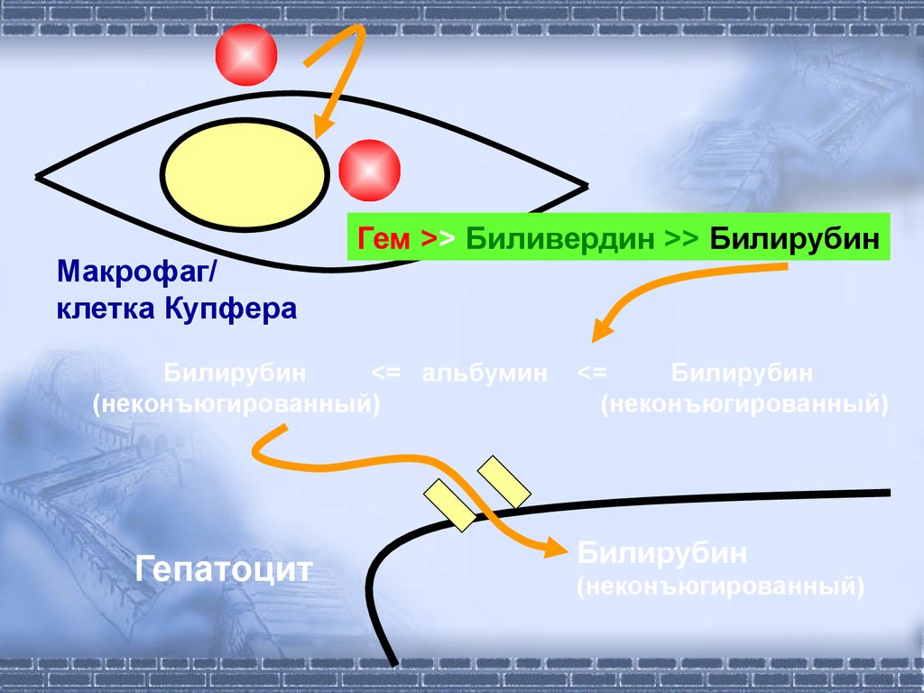 Патофизиология печени презентация