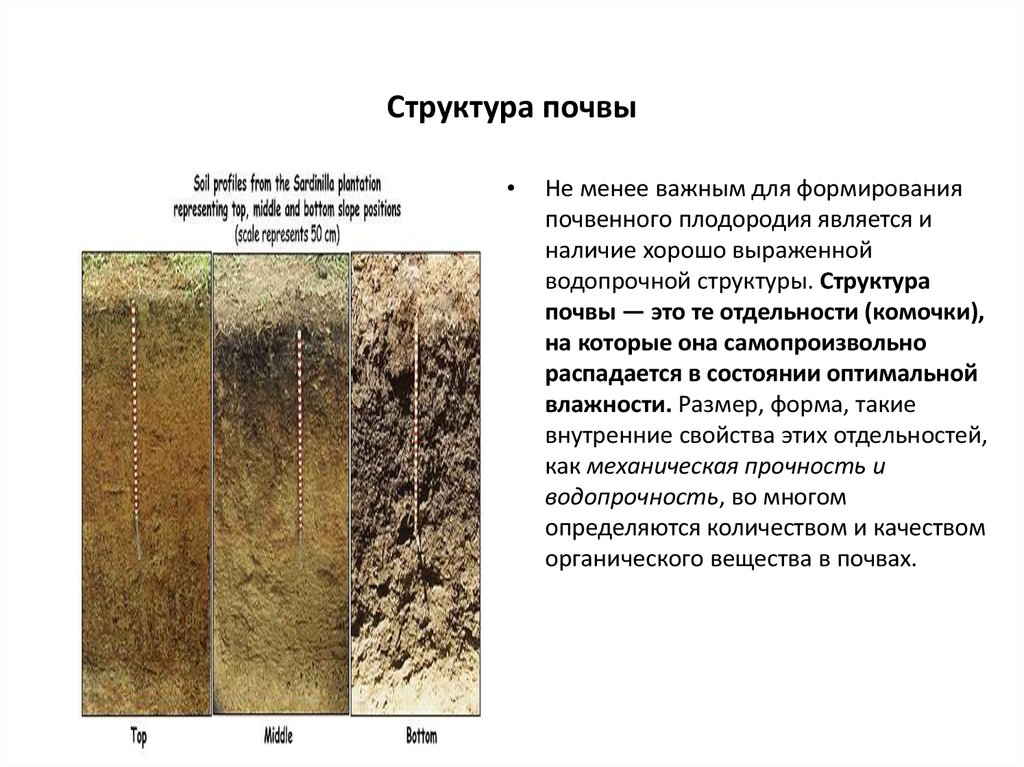 Различие почв бесструктурные. Комковато-зернистая структура почвы. Как определяют структуру почвы. Ореховая структура почвы. Комковатая структура почвы.