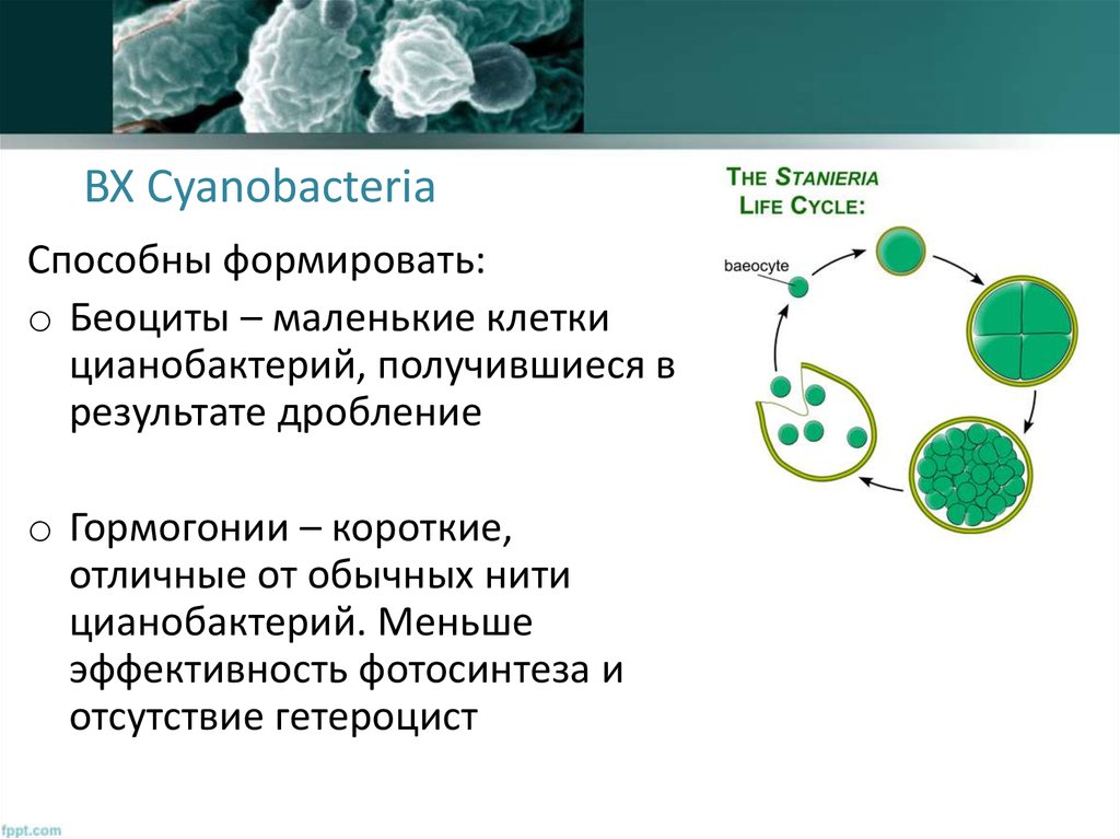 Хлорофилл цианобактерий. Гормогонии цианобактерий. Цианобактерии строение. Клетки цианобактерий. Гормогонии у водорослей.