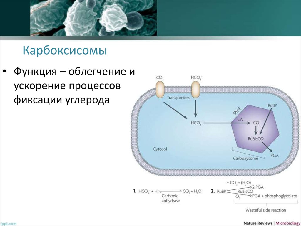 Ускорение процесса. Карбоксисомы цианобактерий. Карбоксисомы бактерий. Карбоксисомы бактерий функции. Карбоксисомы в бактериальной клетке.