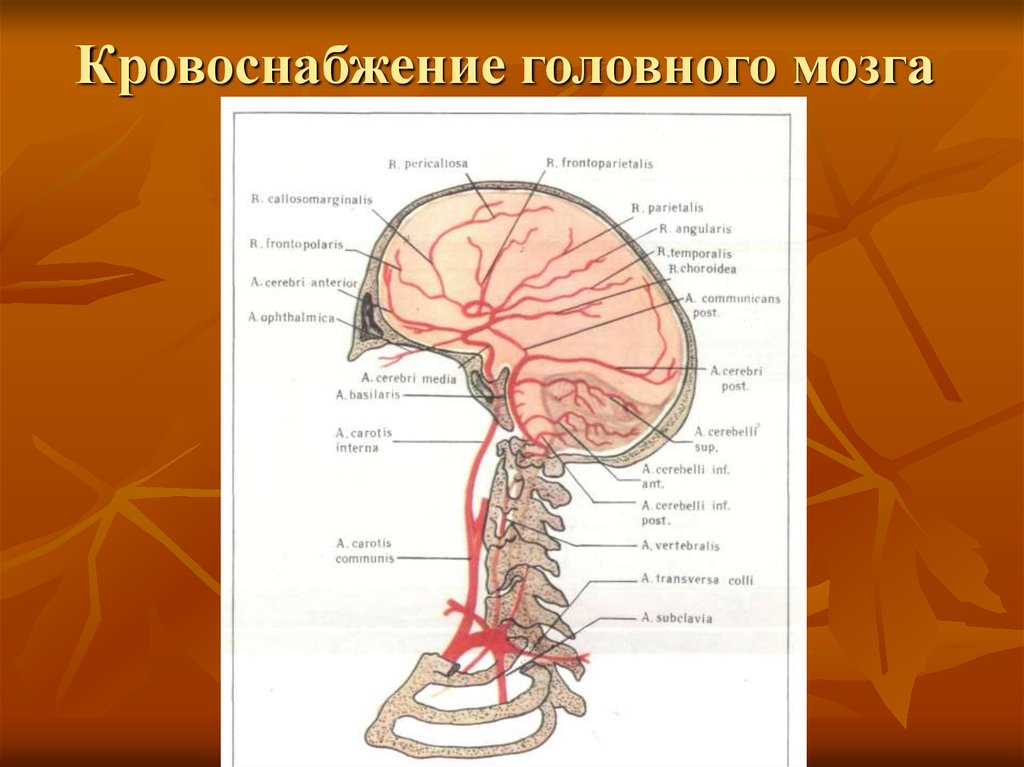 Поступление крови в мозг. Артерии питающие головной мозг схема. Анатомия головного мозга человека кровоснабжение. Артериальное кровоснабжение мозгового отдела головы. Головной мозг кровоснабжают артерии.
