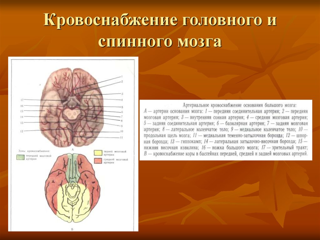 Кровоснабжение спинного мозга схема