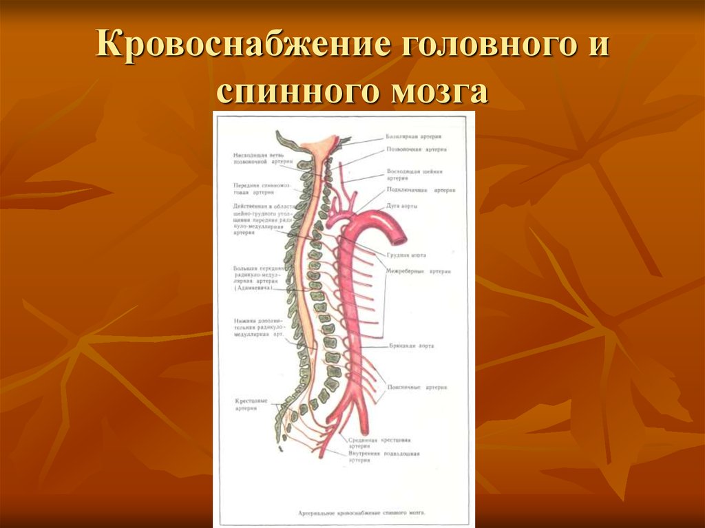 Кровоснабжение спинного мозга схема