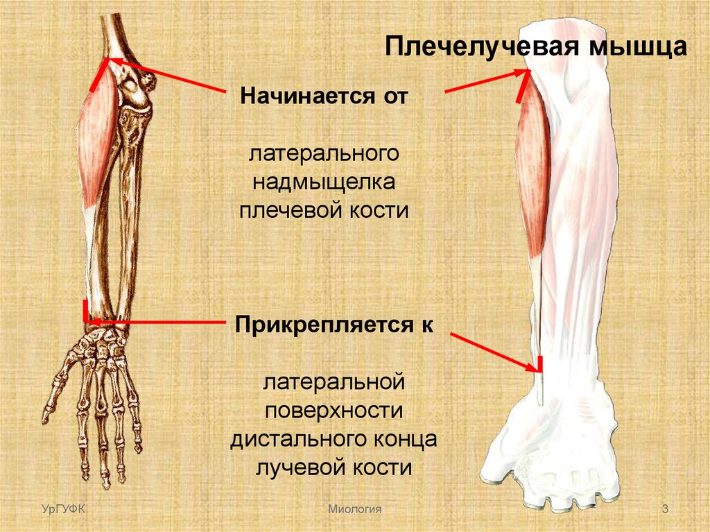 Кости предплечий болят