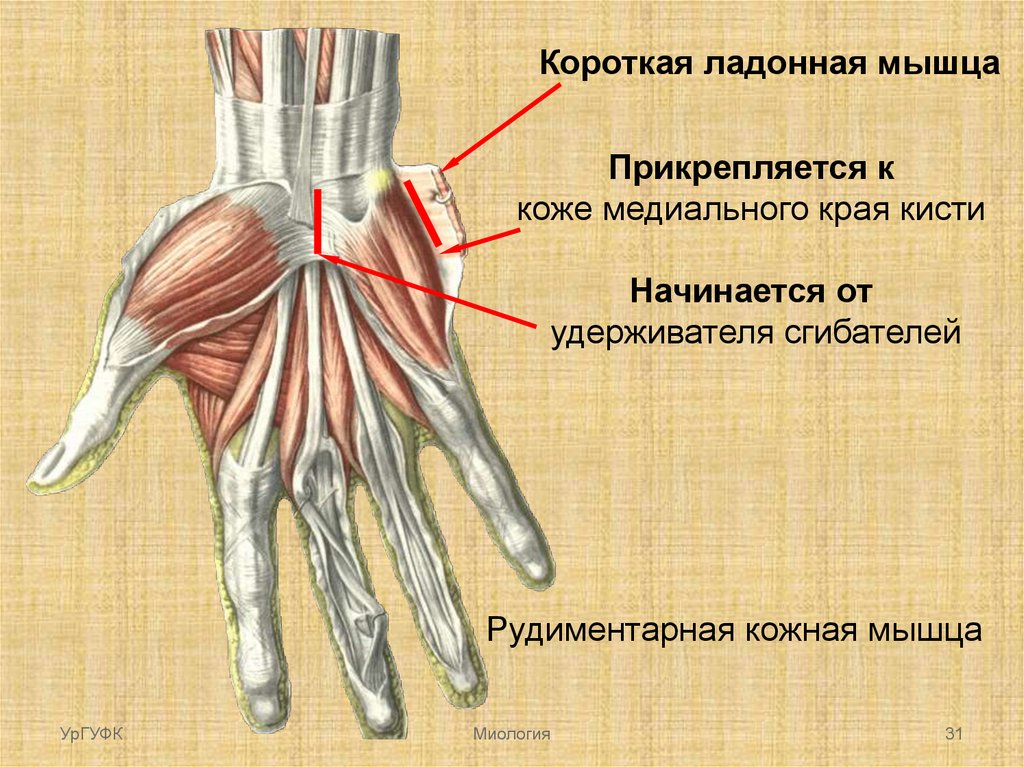 Мышцы сгибатели кисти. Тыльные межкостные мышцы кисти. Медиальная группа мышц кисти. Мышцы кисти короткая ладонная мышца. М. Palmaris Brevis, короткая ладонная мышц.