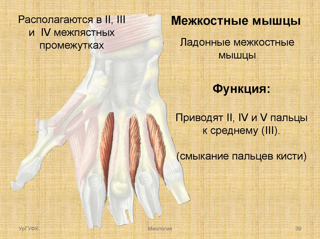 Межкостные мышцы. Ладонные межкостные мышцы кисти. Межкостные мышцы ладони. Межкостные мышцы кисти функция. Мышцы кисти презентация.