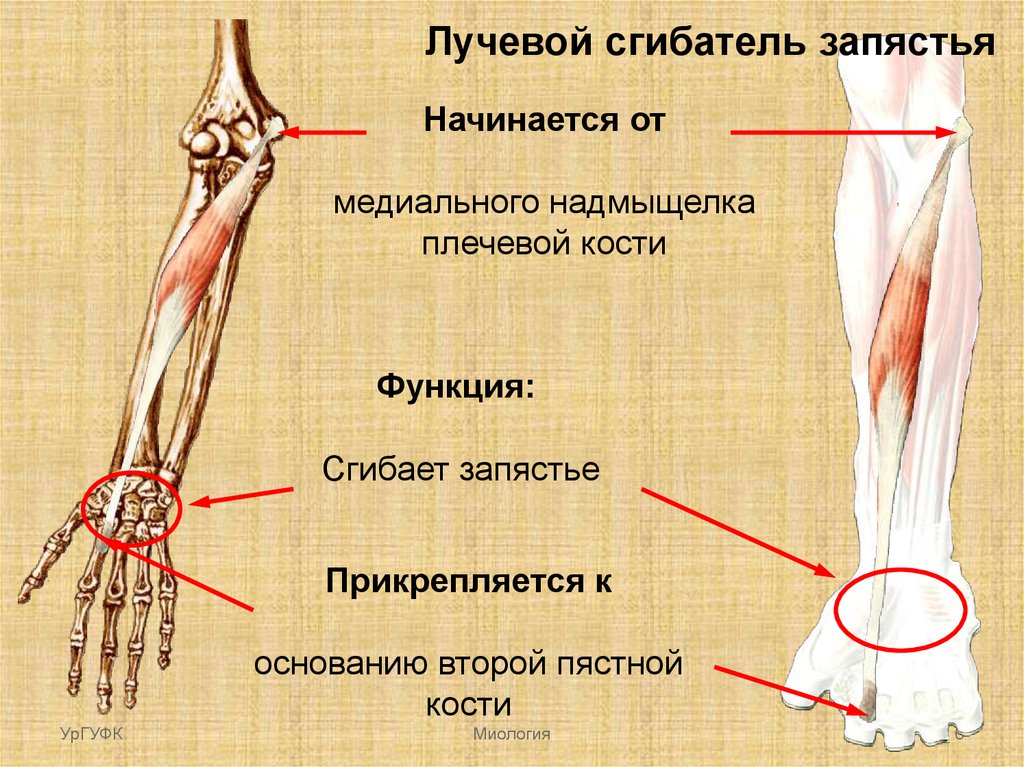 Мышцы сгибатели кисти. Сгибатели предплечья анатомия. Сухожилия предплечья анатомия локтевого сустава. Локтевой сгибатель кисти мышца. Лучевой и локтевой сгибатели запястья.