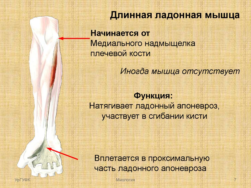 Ладонная мышца. Длинная ладонная мышца предплечья. Длинная ладонная мышца анатомия. Сухожилие длинной ладонной мышцы. Латеральный надмыщелок плечевой кости.