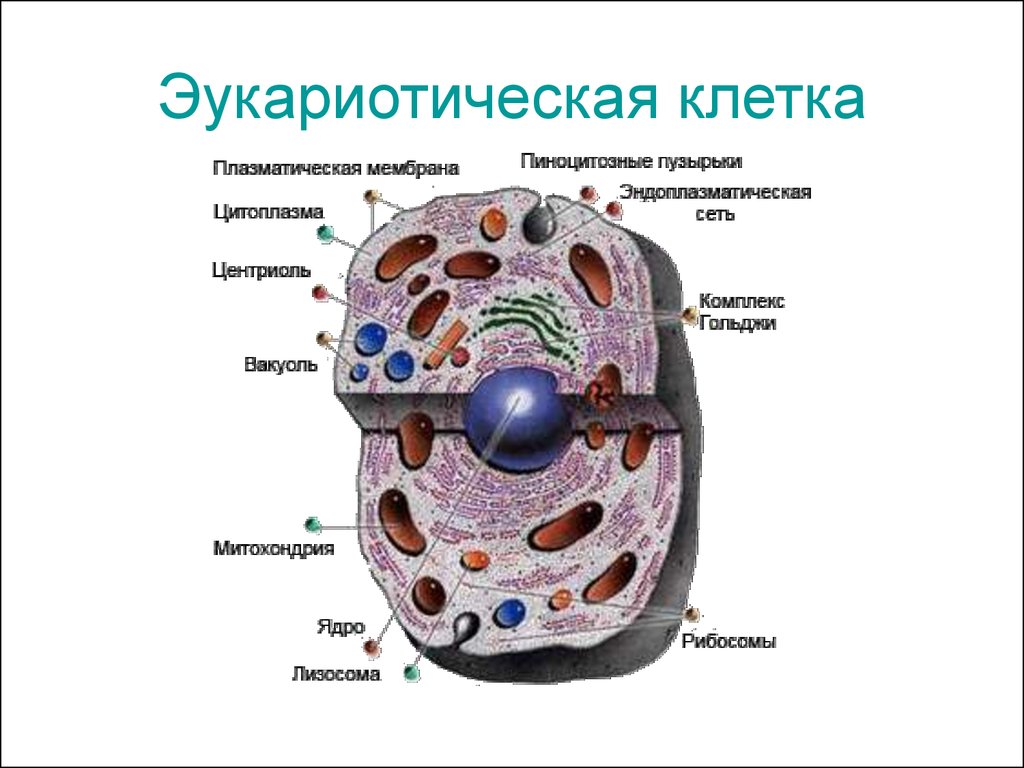 Эукариотическая клетка основное