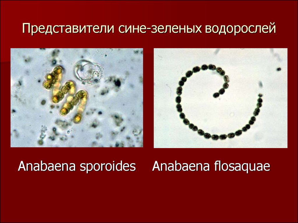 Сине зеленые водоросли презентация