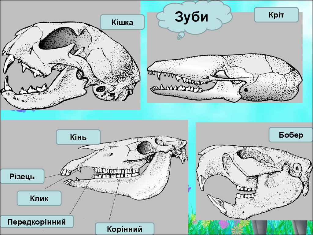 Череп пресмыкающихся строение. Черепа млекопитающих животных. Строение черепа млекопитающих разных отрядов. Черепа млекопитающих животных строение. Форма черепа млекопитающих.