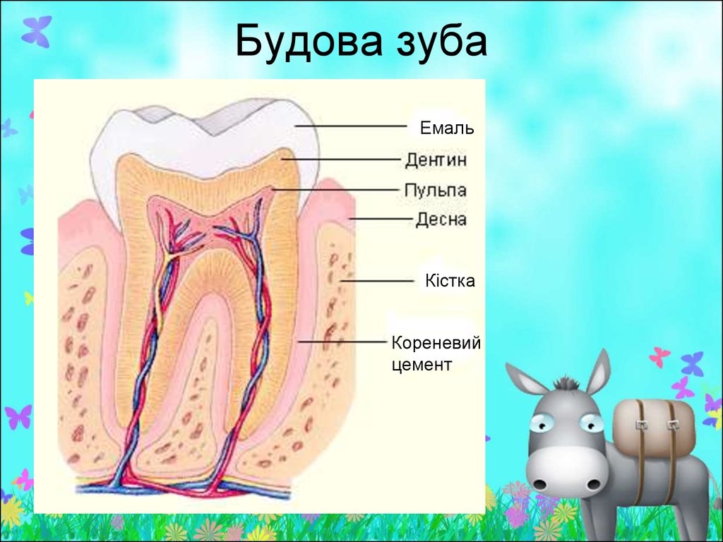 Рассмотрите строение зубов млекопитающих на какие. Будова зуба. Строение зуба человека. Внутрішня будова зуба. Строение зуба млекопитающих.