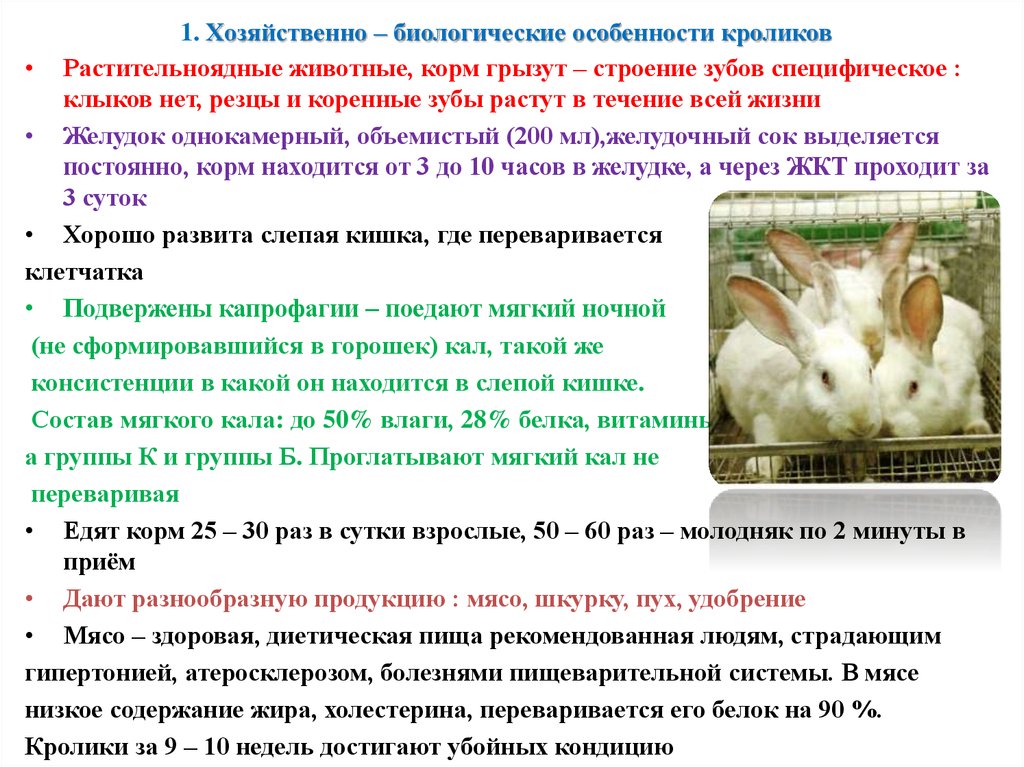 Почему крольчиха съедает крольчиха. Хозяйственно биологические особенности кролика. Особенности кроликов. Характеристика кролика. Кролиководство проект.