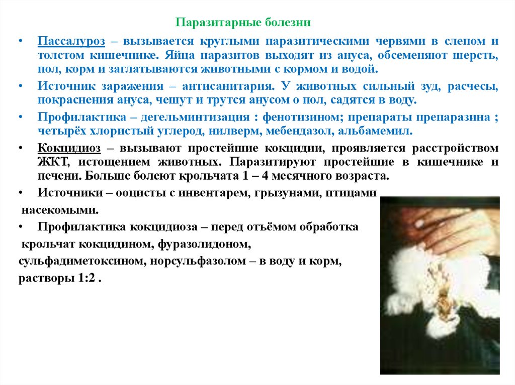 Паразитические заболевания. Паразитарные болезни животных. Кокцидин. Реабилитация после паразитарных заболеваний. Заболевания вызванные кокцидиозом меры профилактики.