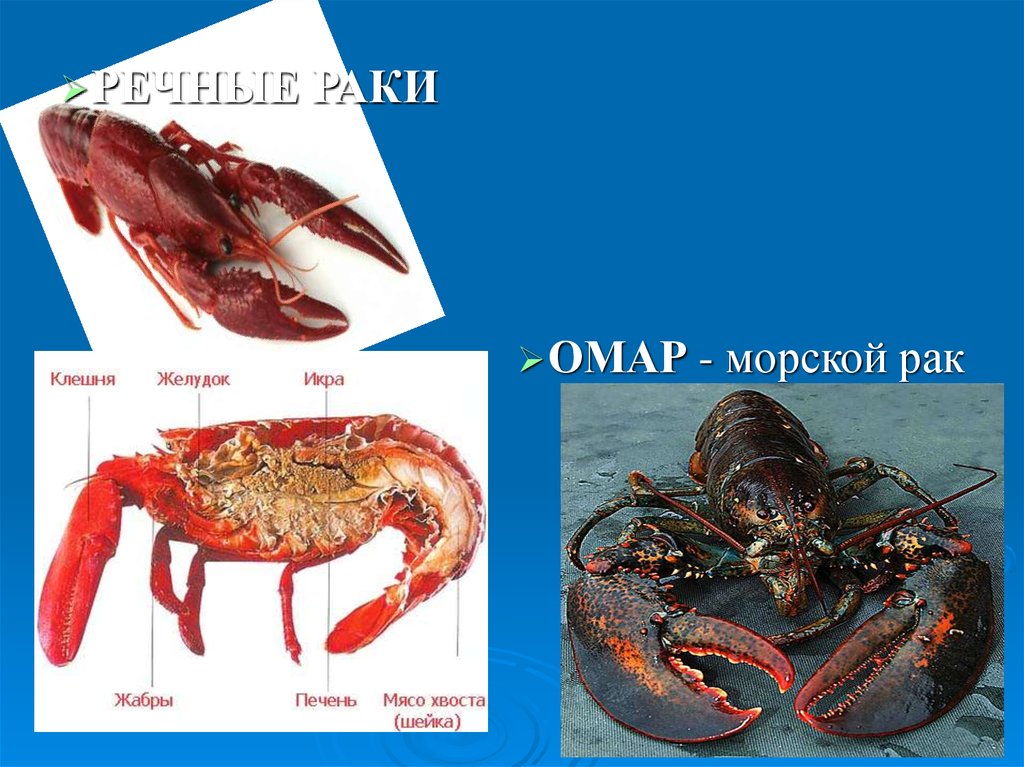 Раки морские речные