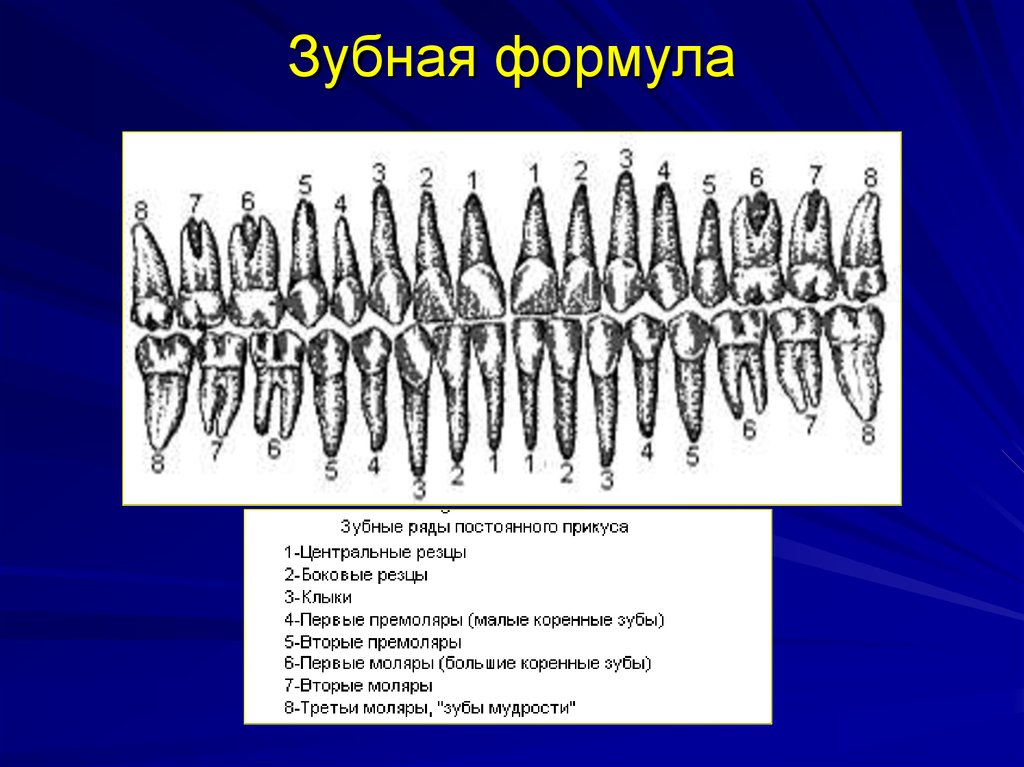 Зубная формула в стоматологии. Зубная формула взрослого человека таблица. Формула постоянных зубов имеет вид:. Зубная формула краткие обозначения. Зубная формула постоянных зубов имеет вид.