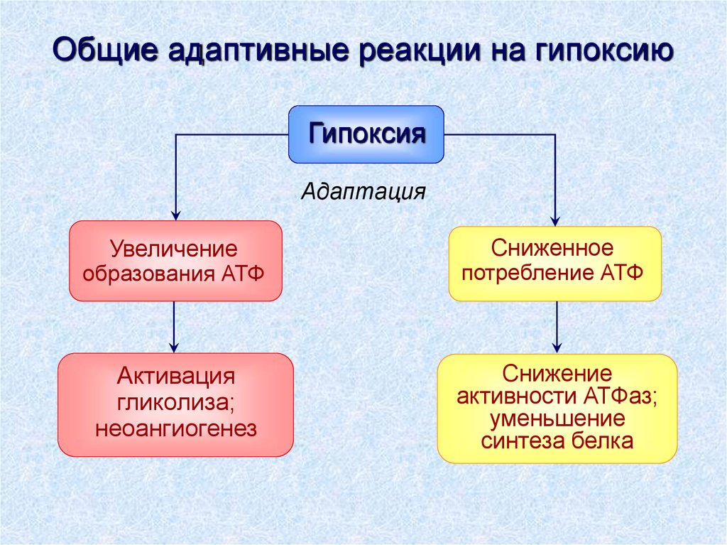 Адаптация организма к гипоксии презентация