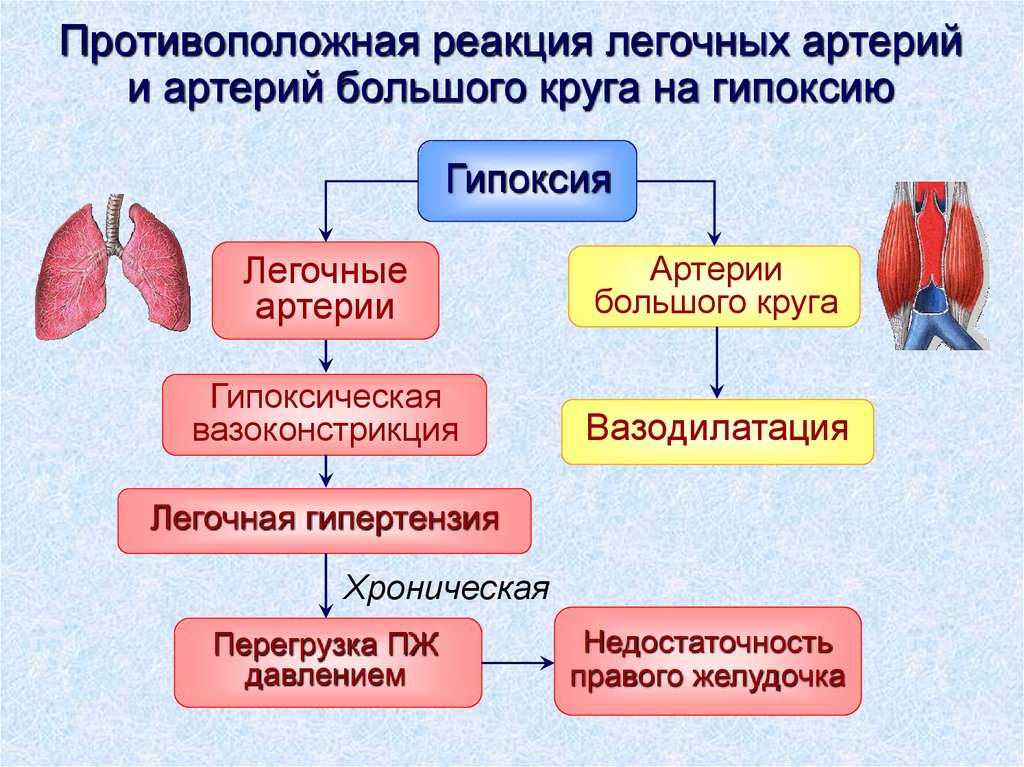 Презентация на тему гипоксия