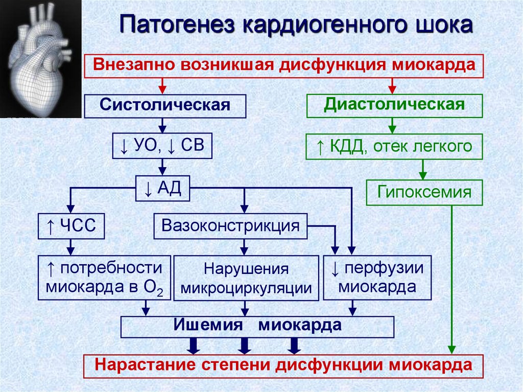 Клиническая картина кардиогенного шока