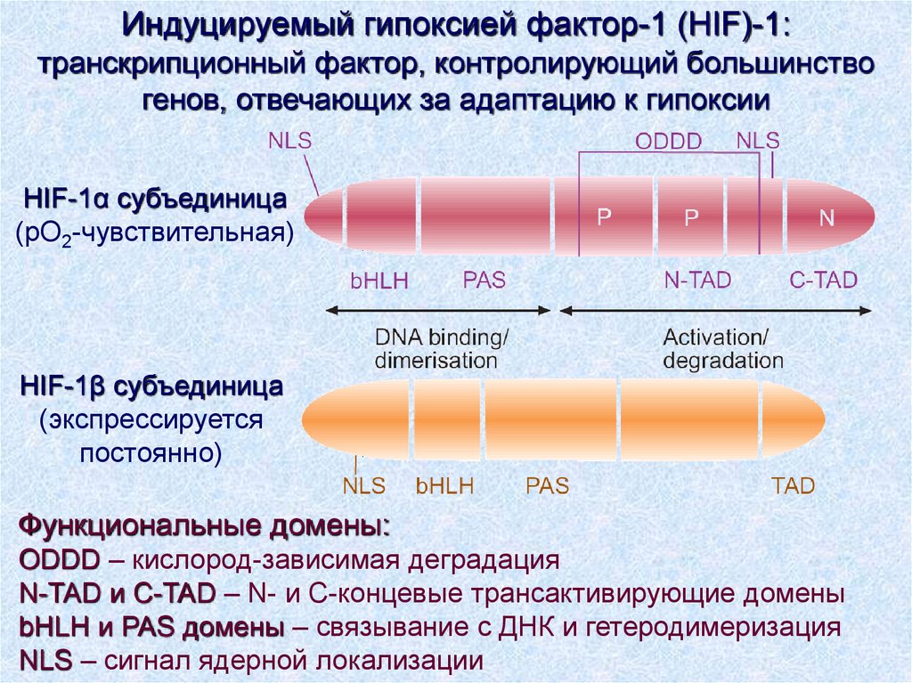 Фактор 1. Фактор индуцируемый гипоксией. HIF фактор индуцированный гипоксией. Транскрипционного фактора (HIF). Гипоксия-индуцирующий фактор (HIF-1).