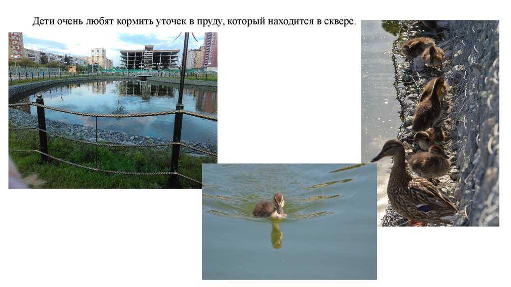 Чем кормить уток на пруду весной. Покормить уточек на пруду. Чем кормить уточек в пруду. Чем можно кормить уток на пруду. Пруд уточки шлюз Новосибирск.