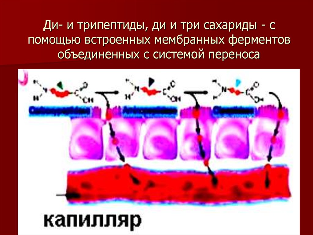 Мембрана ферменты. Мембранные ферменты. Мембранные ферменты клетки. Ферменты встроенные в мембрану. Типы мембранных ферментов.