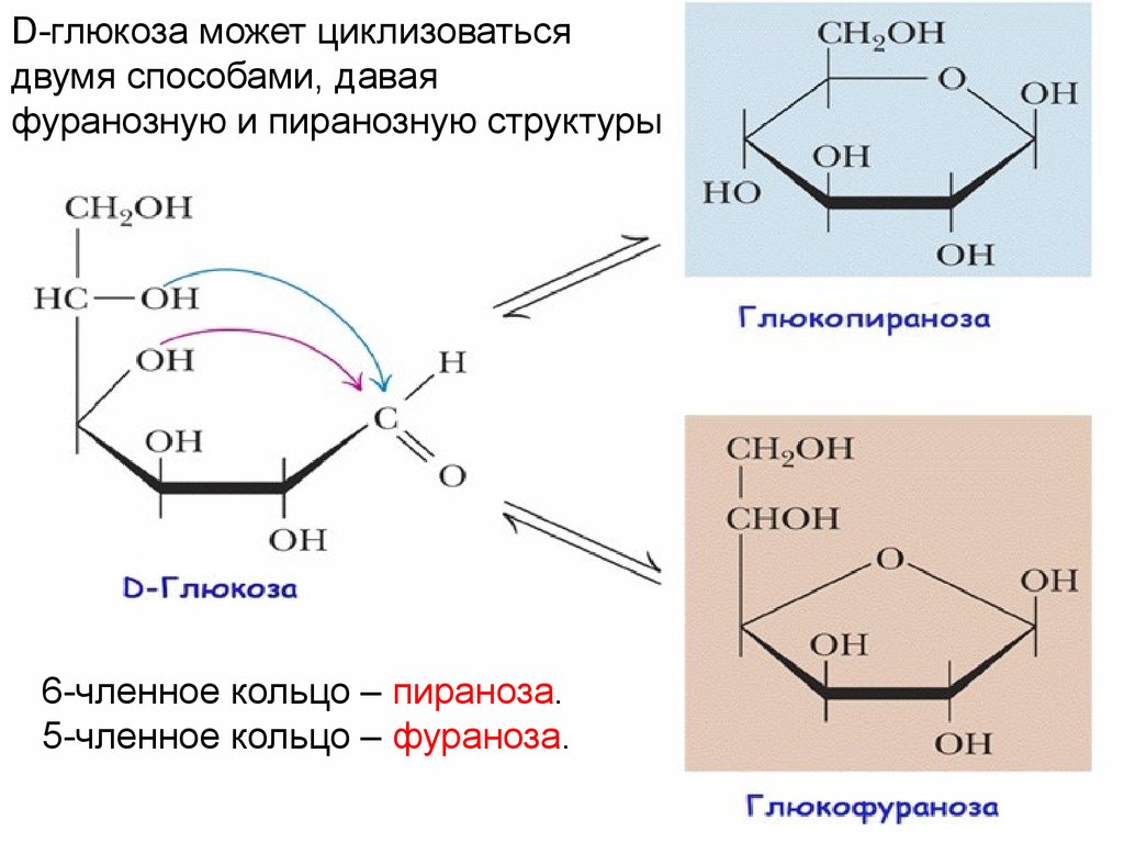 Форм d. Пираноза фураноза. Образование фуранозной формы Глюкозы. Образование пиранозных и фуранозных форм моносахаридов. Циклические формы моносахаридов: пиранозы и фуранозы..