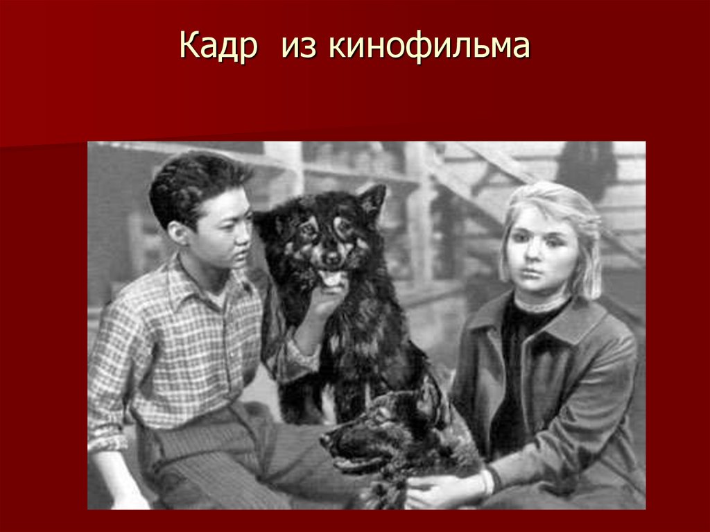 Дикая собака динго характеристика тани. Филька Дикая собака Динго. Дикая собака Динго (1962).