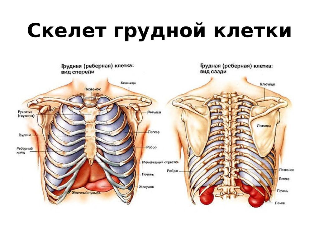 Что находится снизу ребер. Строение грудной клетки человека анатомия скелета. Структура скелета грудной клетки. Скелет грудной клетки женщины спереди с названием. Строение женского скелета грудной клетки.