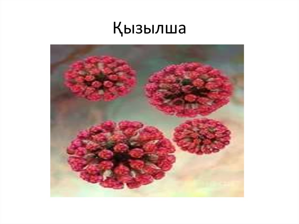 Қызылша