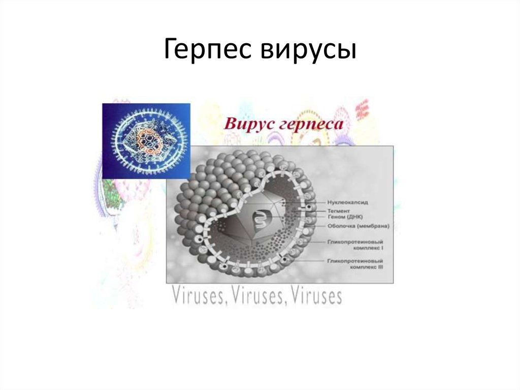 Герпес вирусы