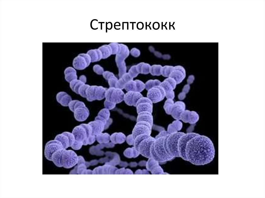 Стрептококк