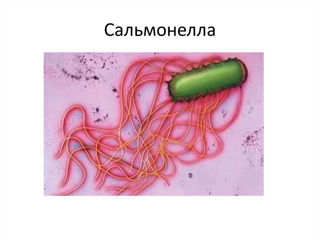 Сальмонелла