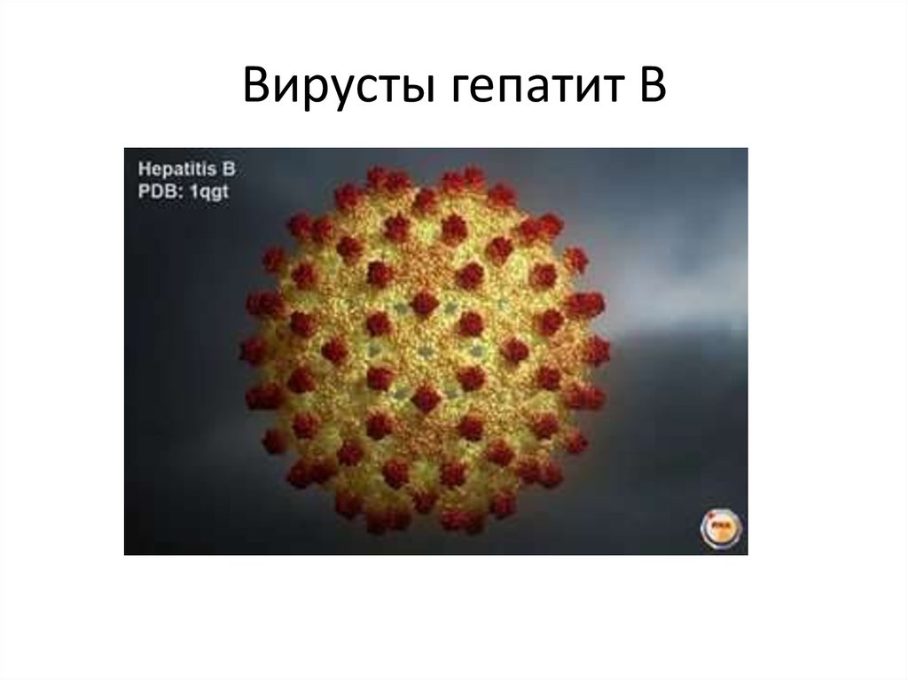 Вирус гепатита 6