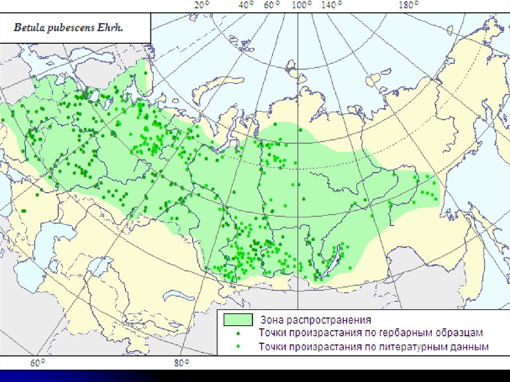Практический распространение. Ареал произрастания березы на карте мира. Береза повислая ареал. Ареал распространения березы на карте России. Береза повислая ареал на карте России.