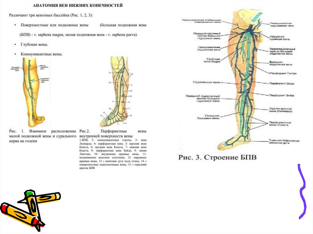 Анатомия вен ноги. Перфорантные вены нижних конечностей анатомия. БПВ вен нижних конечностей анатомия. БПВ нижних конечностей норма.