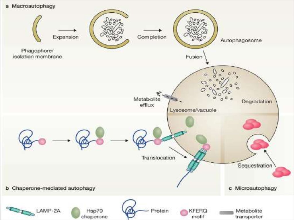 Аутофагия через сколько. Шаперон зависимая аутофагия. Шаперон зависимая аутофагия механизм. Шаперон опосредованная аутофагия. Аутофагия психическое расстройство.