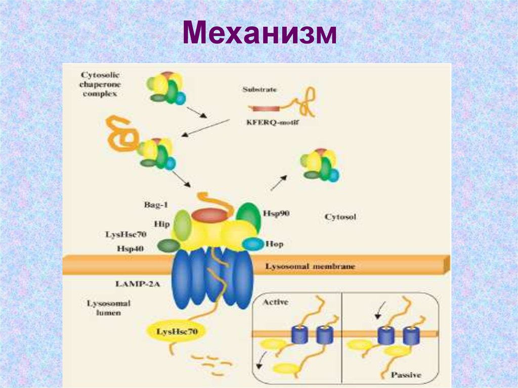 Механизм значение. Механизмы текст. Значение слова механизм. Механизм слово. Аутофаголизосомы.