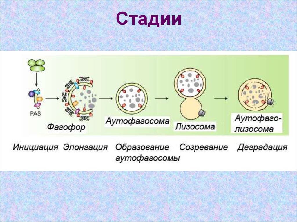 Аутофагия сколько часов