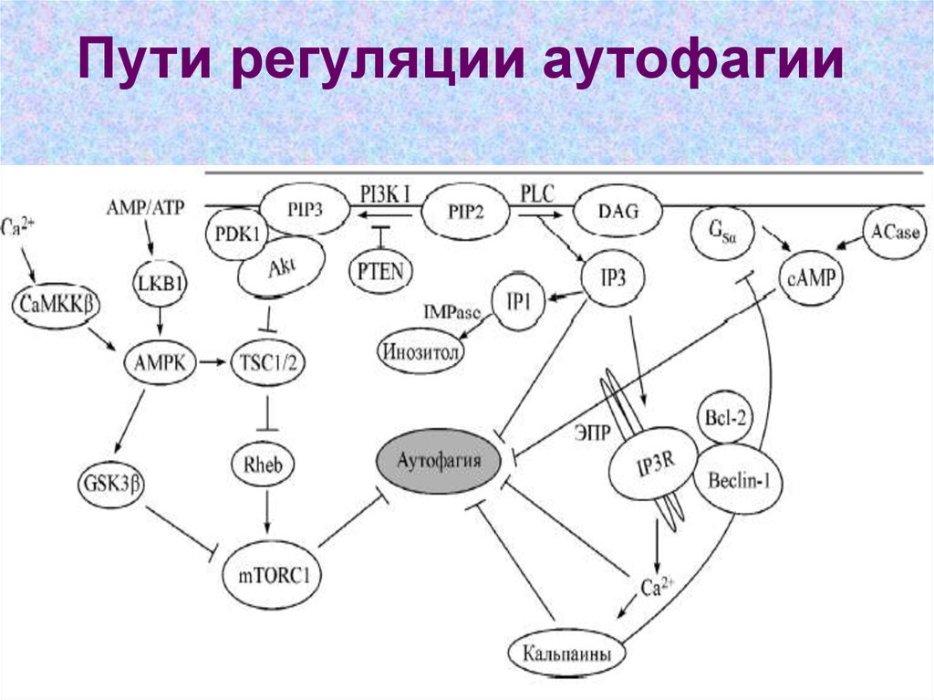 23 путь. Схема аутофагии. Регуляция аутофагии. Аутофагия. Механизмы и регуляция аутофагии. Аутофагия причины механизмы стадии нарушения регуляции аутофагии.