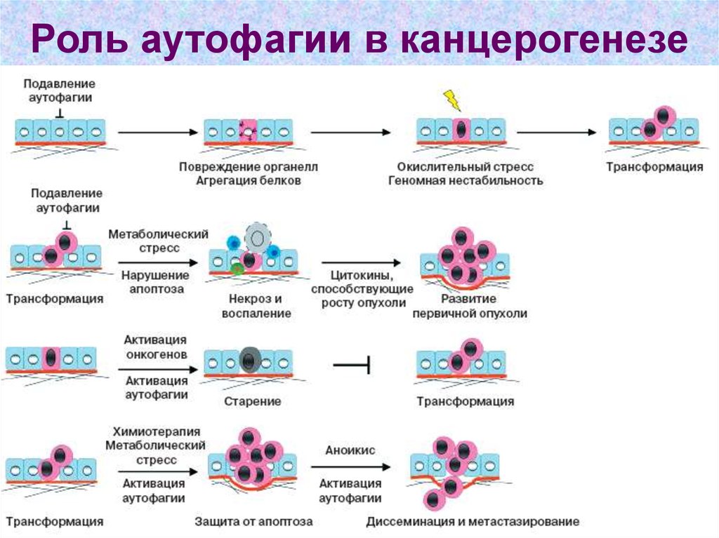 Аутофагия организма