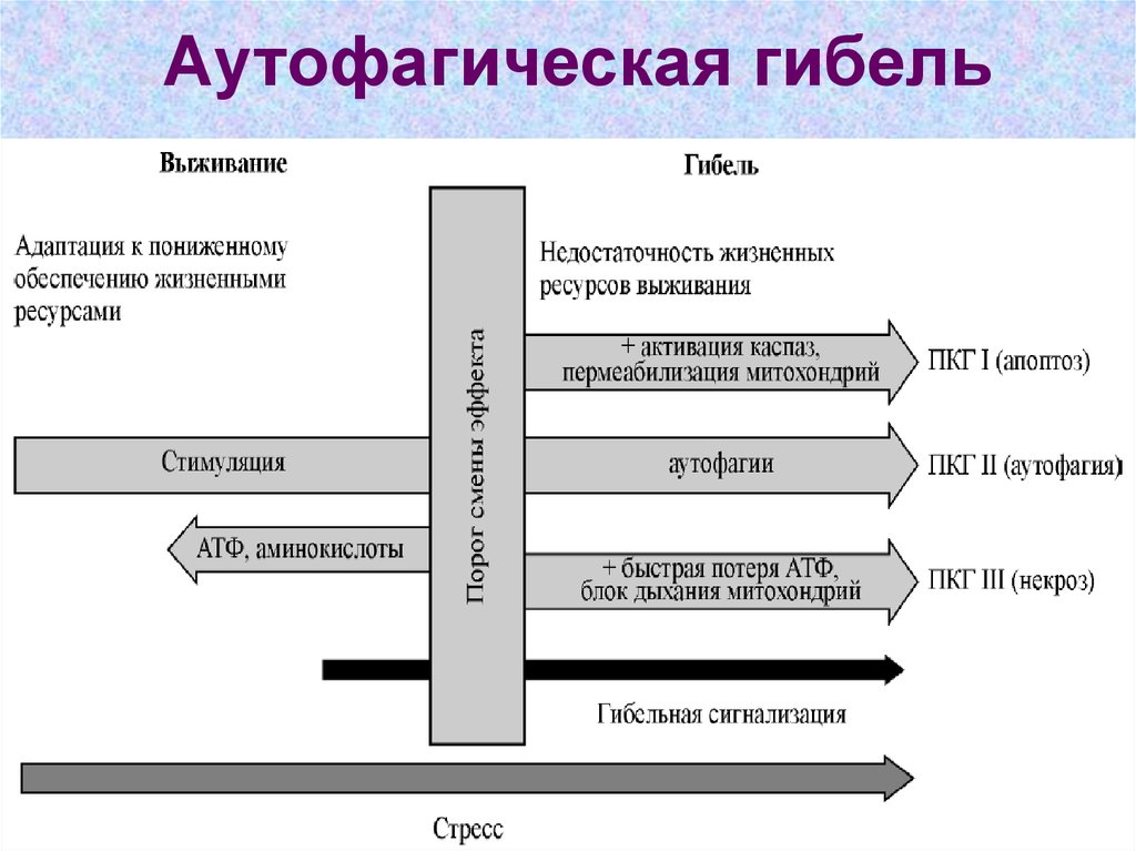 Аутофагия через сколько. Аутофагия. Аутофагическая гибель клеток. Значение аутофагии. Аутофагия что это такое простыми.